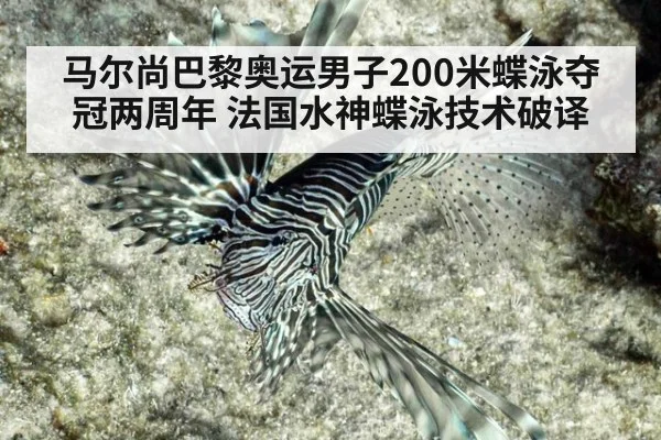 马尔尚巴黎奥运男子200米蝶泳夺冠两周年 法国水神蝶泳技术破译